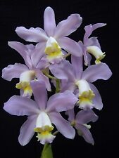 orchid pot beautiful plant for sale  USA