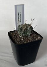 Astrophytum capricorne cactus for sale  SLEAFORD