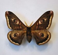 Emperor moth hybrid for sale  CHORLEY