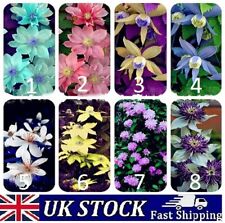 Clematis flower seeds for sale  Shipping to Ireland