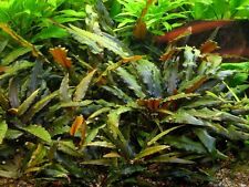 Cryptocoryne wendtii brown for sale  SCUNTHORPE