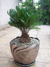 ZAMIA FLORIDANA coontie palm florida native cycad tree palms plant seed 10 seeds for sale  Shipping to South Africa