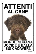 Lagotto attenti cane usato  Vertemate Con Minoprio