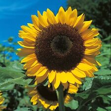 Sunflower giant single for sale  ELGIN