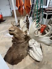 Moose head shoulder for sale  Mineral Bluff