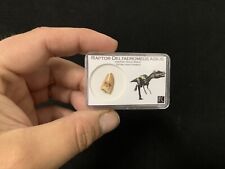 Dinosaur fossil tooth d'occasion  Aiglun