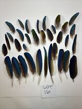 Molted macaw wing for sale  Denver