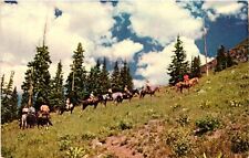 Vintage postcard horseback for sale  USA