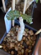 Boswellia nana plant d'occasion  Expédié en Belgium