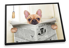 French bulldog newspaper for sale  UK