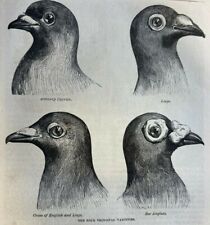 1873 homing pigeons for sale  Davenport