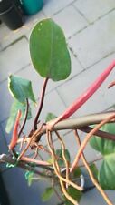 Philodendron red emerald gebraucht kaufen  Koblenz-Karthause