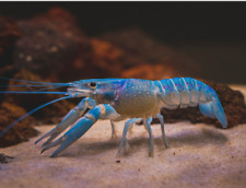 Blue lobster crayfish for sale  BLANDFORD FORUM