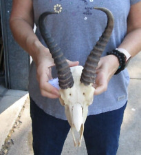 african horns for sale  Saint Augustine
