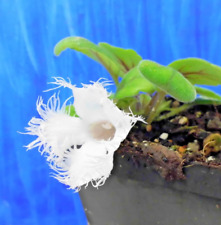 Episcia dianthiflora terrarium gebraucht kaufen  Ochtrup