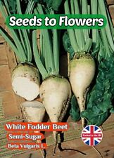 White fodder beet for sale  STOKE-ON-TRENT