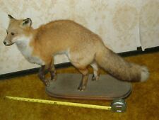 Red fox taxidermy for sale  Albany