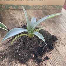 Agave americana blue for sale  THETFORD