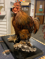 Vintage real taxidermy for sale  WHITBY