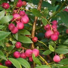 Blueberry shrubs pink for sale  IPSWICH