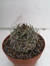 Turbinicarpus schmiedickeanus Pot 10cm RARE Adult plant cultivated in Sicily for sale  Shipping to South Africa