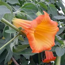 Orange angel trumpet for sale  Shipping to Ireland