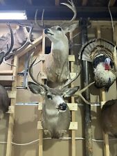 mounted deer heads for sale  Osage Beach