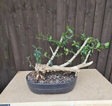 Bonsai yamadori privet for sale  WOODBRIDGE