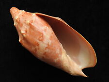 Sea Shell Cymbiola aulica 140.5mm ID#5210 for sale  Shipping to South Africa