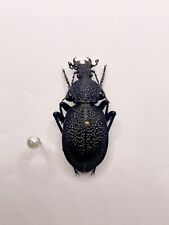 Entomology Taxidermy: Procerus Tauricus Crimeanus, Crimea 2011, 45mm A1- for sale  Shipping to South Africa