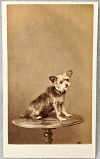 Cdv small dog for sale  CHESTERFIELD