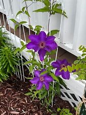 Seeds purple rhapsody for sale  Fredonia