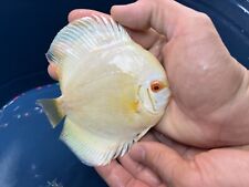 Albino platinum discus for sale  Garden Grove