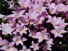 20 semillas Pink Rain Lily Zephyranthes robusta    segunda mano  Embacar hacia Mexico
