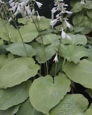 Hosta blue angel for sale  HAILSHAM