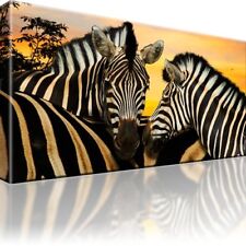 Zebra afrika tiere gebraucht kaufen  Deutschland