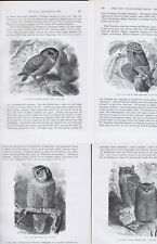 Owls owls... owls for sale  Enterprise