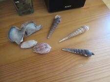 Lot exotic shells d'occasion  Expédié en Belgium