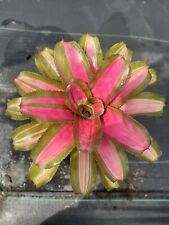 Bromeliad Neoregelia "Yang" THE YING YANG TWIN! ☯️ for sale  Shipping to South Africa