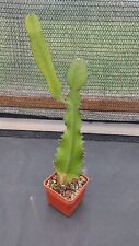 Euphorbia bernhartii caudex gebraucht kaufen  Coswig