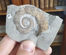 Ammonite crioceratite duvali d'occasion  Cournon-d'Auvergne