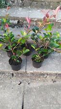 Special offer photinia for sale  NEWRY