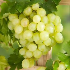 Grape bianca white for sale  GLASGOW