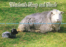 D147077 herdwick sheep for sale  WARLINGHAM