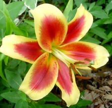 Oriental lily red for sale  Hollister