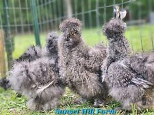 Silkie cuckoo hatching for sale  Parrish