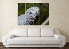 Large african grey for sale  SUTTON-IN-ASHFIELD