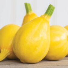 Zucchini lemon squash gebraucht kaufen  Oldenburg