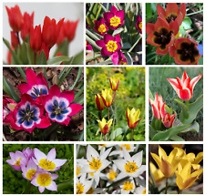 Tulips specie mixed for sale  CRAWLEY