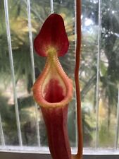Nepenthes trusmadiensis for sale  Shipping to Ireland